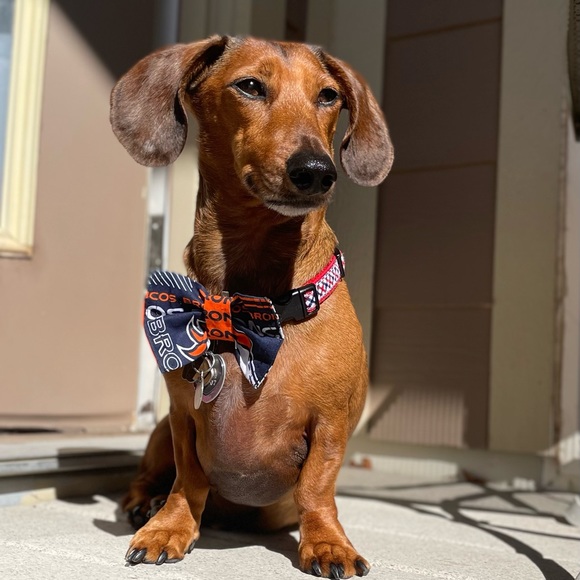 Meet your Posher, Elizabeth - Picture 1 of 1